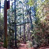 Bastrop SP
